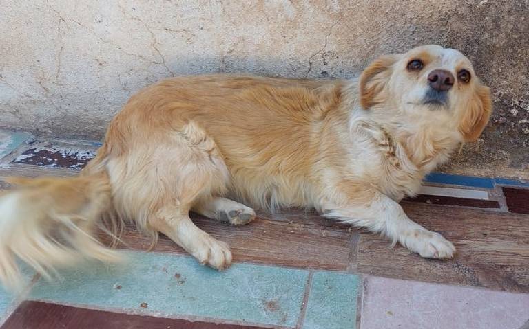 Cuidado con el Perro llega a Juárez