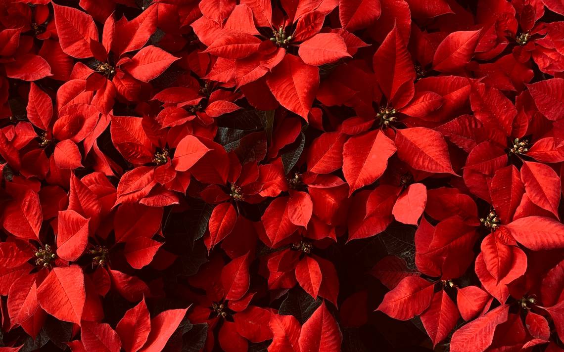 La flor de Nochebuena; belleza endémica de México navidad planta cuidados -  El Sol de Parral | Noticias Locales, Policiacas, sobre México, Chihuahua y  el Mundo