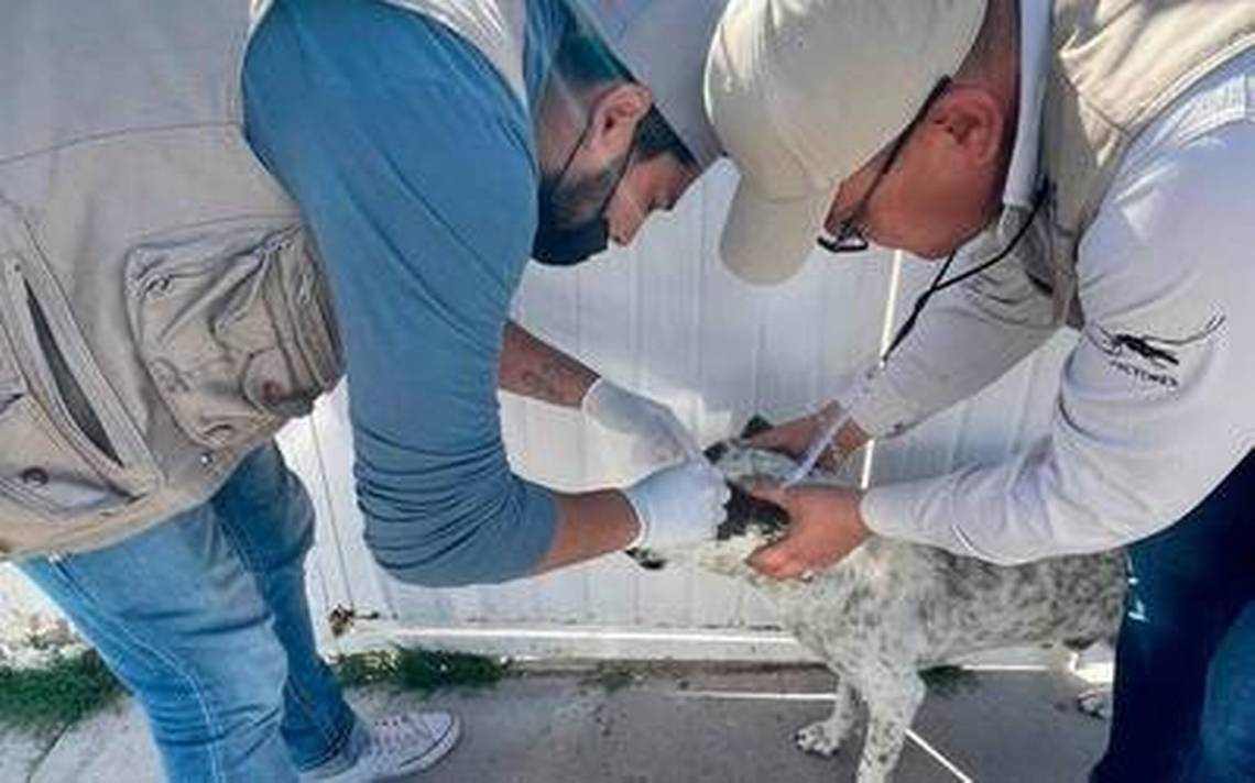 La vaccination des chiens est effectuée dans le village indigène de Los Carrizos pour prévenir les parasites – El Sol de Parral