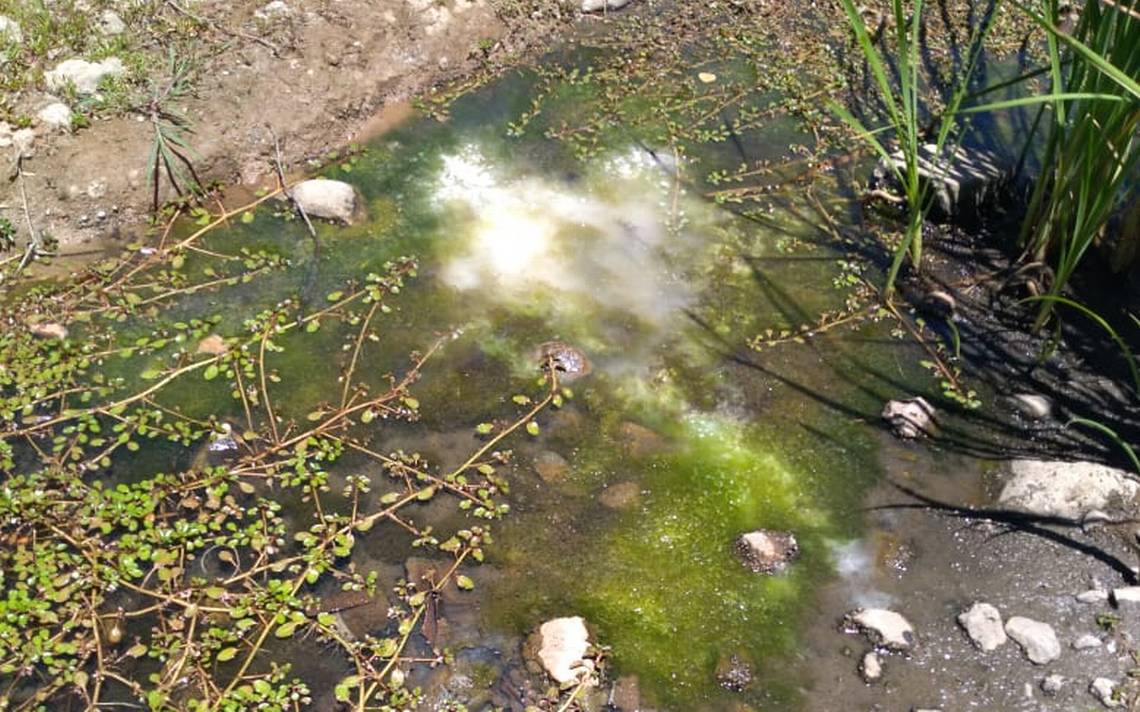 Potabilizador de agua estancada.