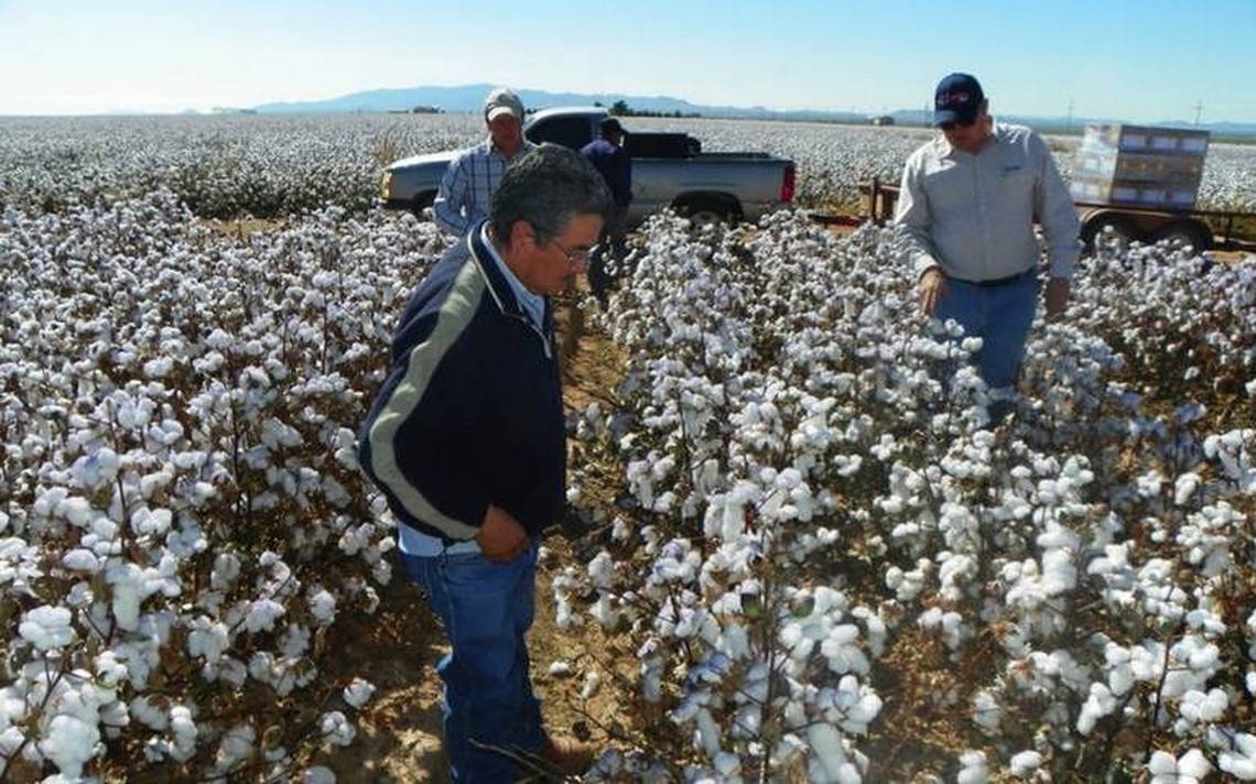 El suministro mundial de algodón en picada por fuertes sequías