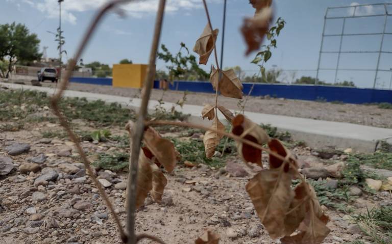 Por falta de agua se secan árboles en el parque Aldama - El Sol de Parral |  Noticias Locales, Policiacas, sobre México, Chihuahua y el Mundo