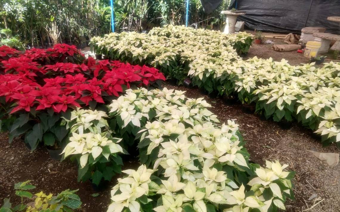 Llega la flor de nochebuena a Parral festividades navideñas jardinería  plantas venta vivero pandemia noticias de Chihuahua - El Sol de Parral |  Noticias Locales, Policiacas, sobre México, Chihuahua y el Mundo