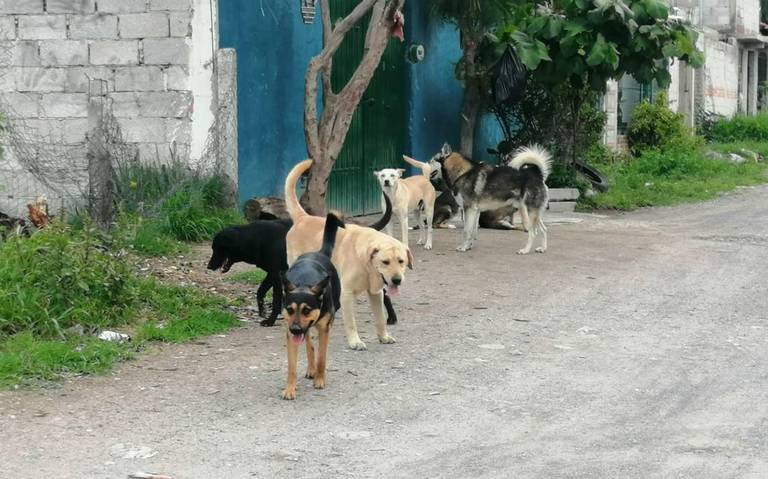 perros en resguardo