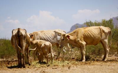 A la espera de un milagro! La sequía está matando al ganado en Chihuahua - El Heraldo de Chihuahua | Noticias Locales, Policiacas, de México, Chihuahua y el Mundo