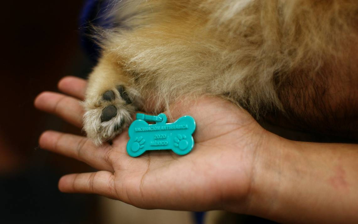 Have pets?  They plan to apply five thousand vaccines against rabies in Jiménez