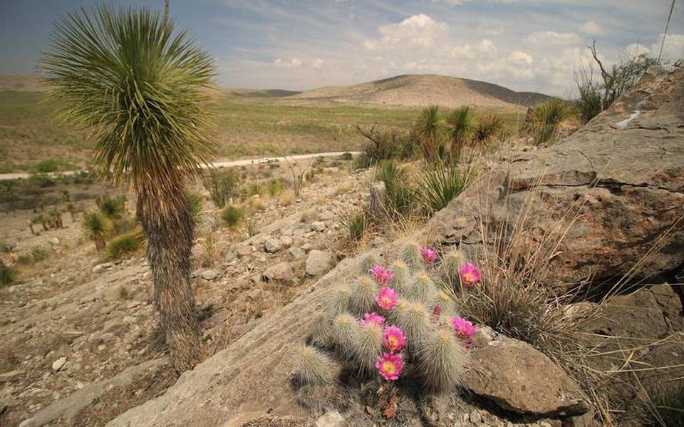 El cactus más grande del mundo está en Tamaulipas - El Sol de Tampico