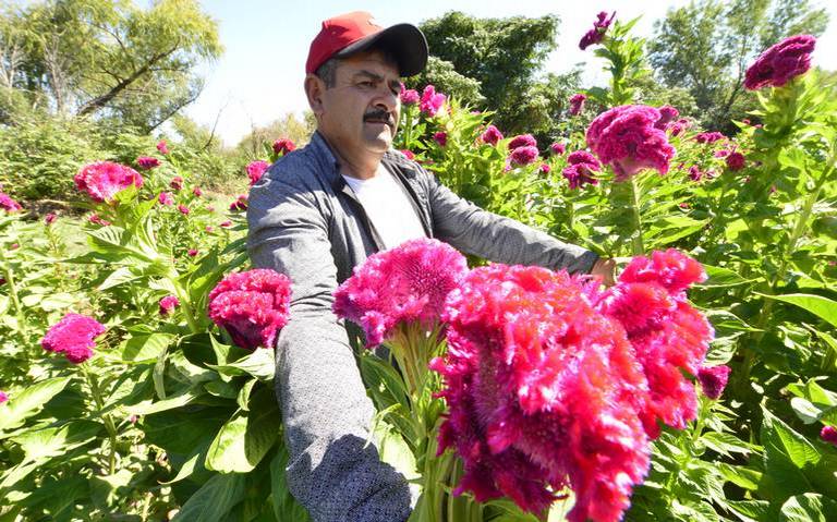 Favorecen lluvias a productores de flores - El Sol de Parral | Noticias  Locales, Policiacas, sobre México, Chihuahua y el Mundo